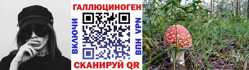 Псилоцибиновые грибы Psilocybine cubensis  Великий Новгород 